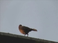Chat (bird)
