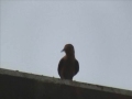 Chat (bird)