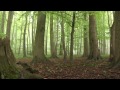 teutoburger