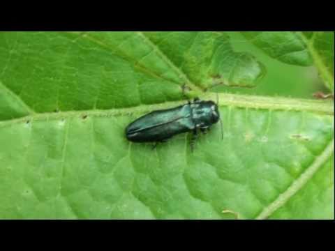Header of Agrilus cyanescens