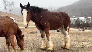 What Has Oliver Been Up To? - Rescue Clydesdale Horse Training