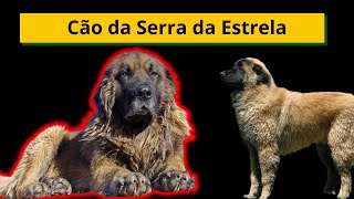Cão Da Serra Da Estrela Que Cachorro É Esse??
