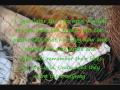 Christion the wild loving lion