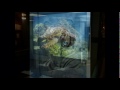 Video цифровая декоративная фреска киев Artfresco&Decor фото