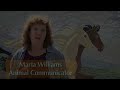 Animal Communication
