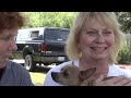 Animal Communication