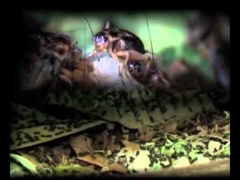 Search Results for: Cara Ternak Jangkrik Lengkap Budidaya Petani
