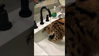 F1 Savannah Kitten Loves Water