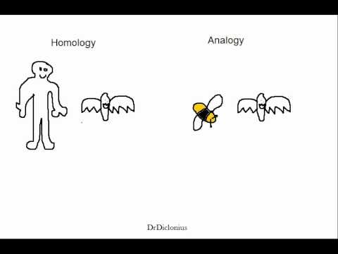 download free analogous structures download free analogous structures