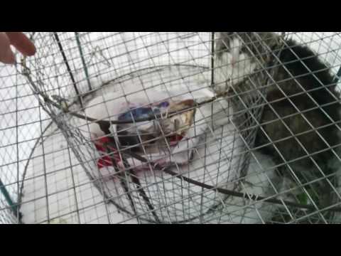 Ловушки на лису своими руками 751