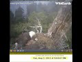 427 Aug 2,11 9:02 Mom on CU David tantrum on balcony, 9:12 nest and out talks to Mom, mom out 9:16