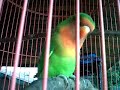 Lovebird Birahi Sambil Goyang images Lovebird Birahi Sambil Goyang