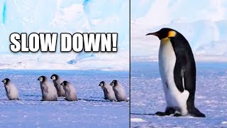 Ozzy Man Reviews: Penguin Excursion