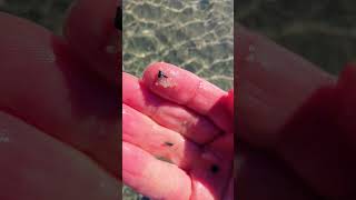 Shark Teeth