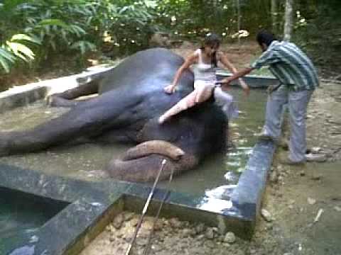 Baño con el Elefante