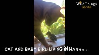 Cat and Baby Bird Living in Harmony