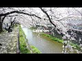 Cherry Blossom in Japan - 4K