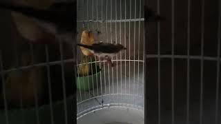 Yuhina Kalimantan ngacor cocok untuk masteran cucak ijo dan murai