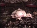 Видео kentucky fried chicken - chicken abuse by pamela anderson.flv