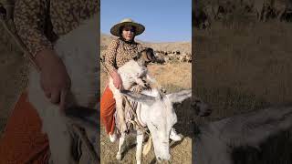 Village Lifestyle Iran Donkey Riding By A Girl