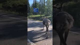 Reindeer Casually Walking On The Road