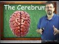 Cerebrum
