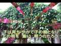 「朝花」 (石川さゆり) 唄 tiko