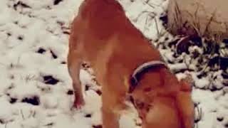 #Hilariously silly funny scared Doggie dogs!
