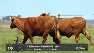 LOTE 19 - VENTRES BRANGUS - LEILÃO SÃO BIBIANO 2021
