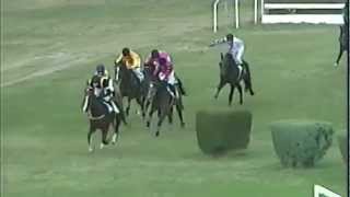 Patologia Tendinea In Cavallo Sportivo, Il Caso Di Manacerace - Cellule Stli Del Sangue