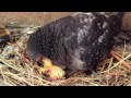 Mama Pigeon feeding Baby
