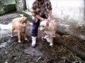 Euskal Artzain Txakurra, el Perro Pastor Vasco parte1