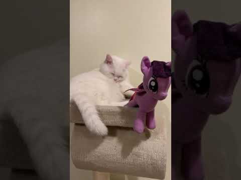 combing the fur 梳理皮毛