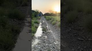 My Dogs Being Silly Try Not To Laugh Challenge