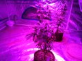 Day 28 of Flower: Bloombastic Test with two 360w Advanced LED Extreme Flower lights, 3 plants