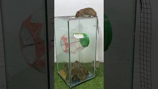 Simple Idea Of ​​Making Your Own Mouse Trap Using A Plastic Box #Rat #Rattrap #Mousetrap #Shorts