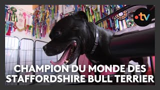 Ce Chien Est Champion Du Monde