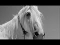 White Mane (1953) Watch Online