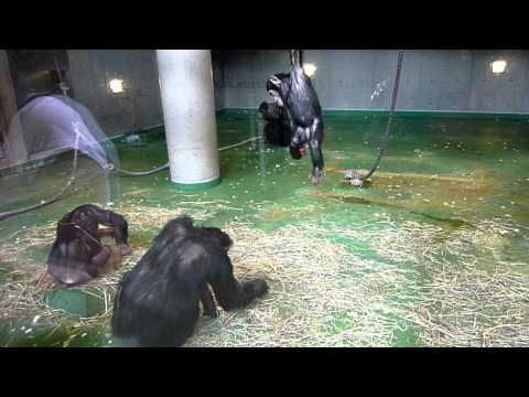 チンパンジー２＠旭山動物園