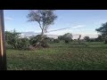 Tembo akiangusha mti mbugani Serengeti