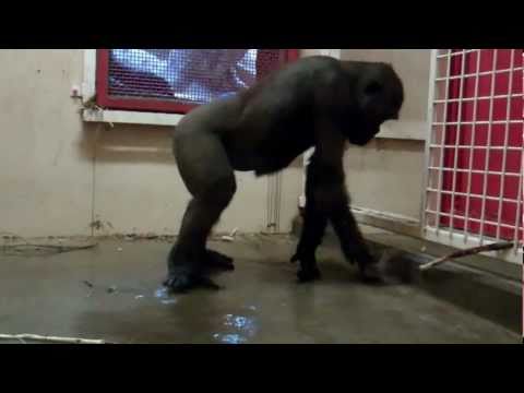The Break Dancing Gorilla