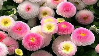 Colorful Flowers (HD1080p)