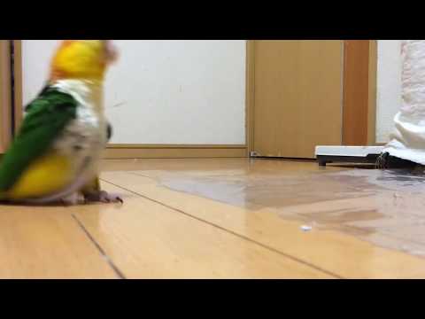 Funny parrot stomping around like its mad. Full HD best video!!