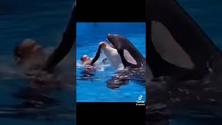 28 Yıllık Arkadaşlık Ettiği Delfin Kızı Yutuu