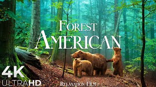 Forest 4K 🌲 American Nature Relaxation Film - Peaceful Relaxing Music - 4K Video Ultrahd