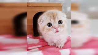 En Sevimli Yavru Kediler - Küçük Kediler - Yavru Kedi ları
