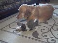 Mi Ki Puppy Checking out his BIG sister