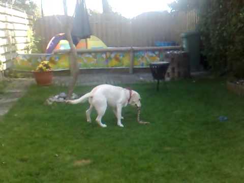 Tammies Dog Tara Jumping Arround In The Garden