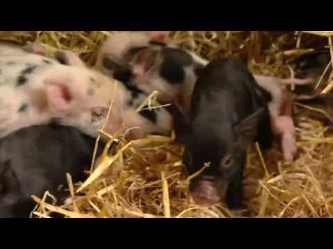 Adorable miniature pigs start new pet craze