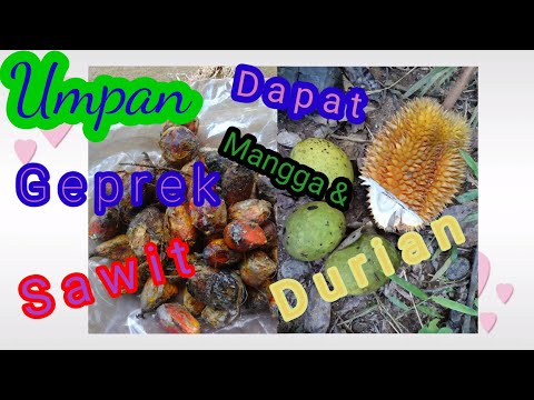 Umpan Geprek sawit, dapat mangga dan durian / Geprek palm fruit bait gets mango and durian.